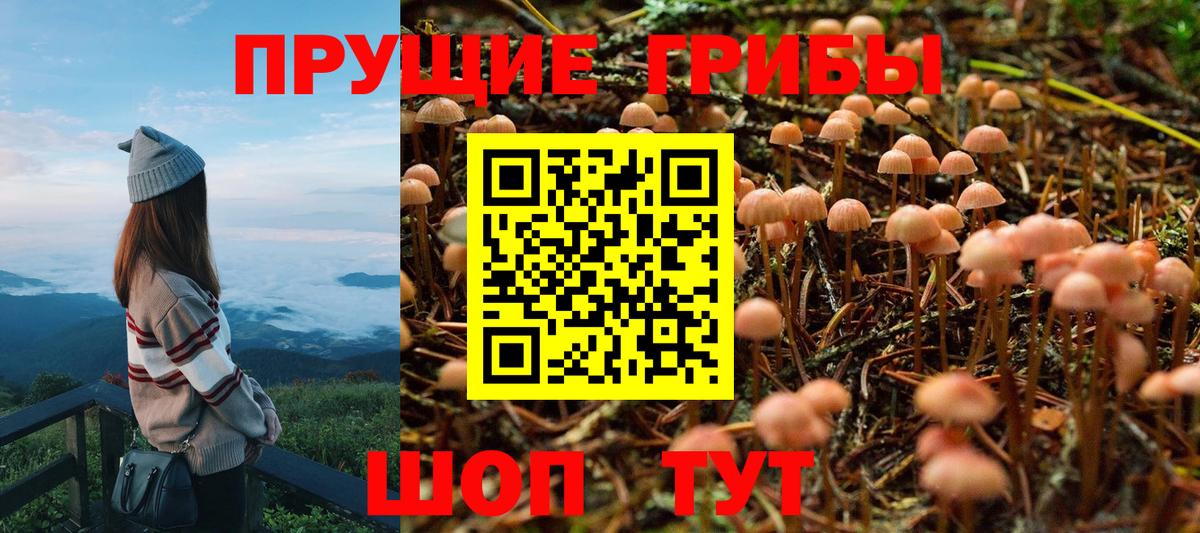Галлюциногенные грибы Psilocybine cubensis  Вход с VPN  Углич  Галлюциногенные грибы мицелий 